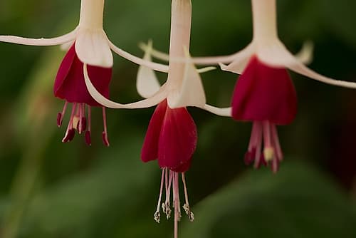 Dancing Fuchsias II Art Print