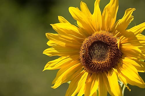 Sunflower and Bee II Art Print