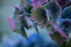 Autumn Hydrangea II Art Print