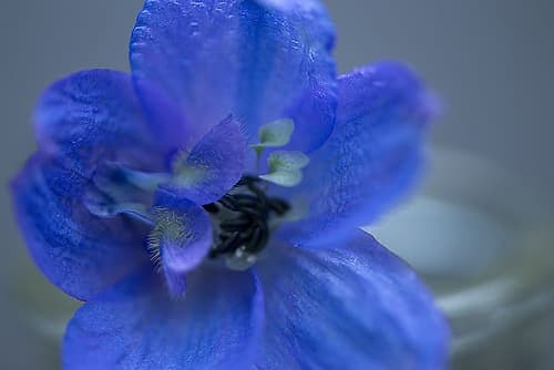 Delphinium Flower I Art Print