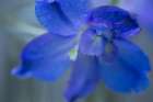 Delphinium Flower II Art Print