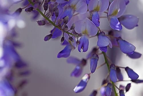 Delicate Wisteria I Art Print