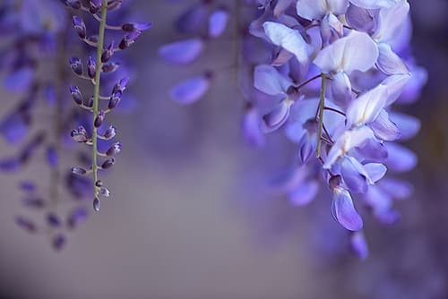 Delicate Wisteria II Art Print