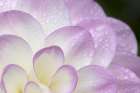 Lavender Dahlia I Art Print