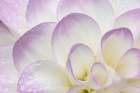 Lavender Dahlia II Art Print