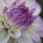 Lavender Dahlia III Art Print