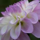 Lavender Dahlia IV Art Print