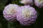 Lavender Dahlia IX Art Print