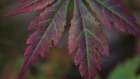 Autumn Maple I Art Print