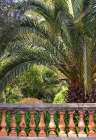 Riviera Garden Palm I Art Print