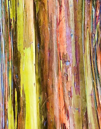 Eucalyptus Bark I Art Print