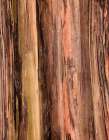 Eucalyptus Bark II Art Print