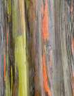 Eucalyptus Bark III Art Print