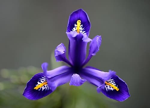 First Spring Iris Art Print