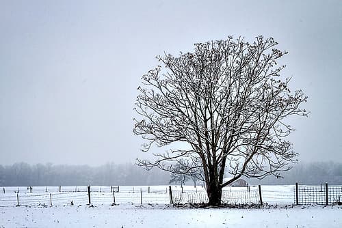 Snowbound I Landscape Print
