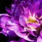 Purple Petals Art Print