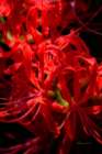 Hurricane Lily Art Print