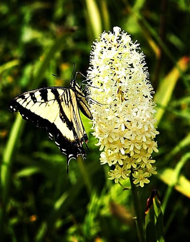 Yellow Butterfly Art Print