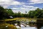 Egret on the Wing Art Print