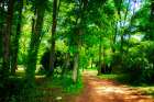Barbourville Woods Art Print