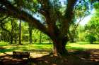 Tree Swing Art Print