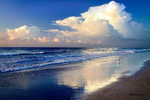 Seagull on the Shore Coastal Print