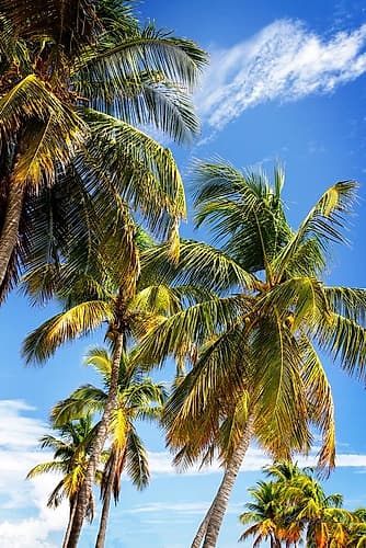 Sunlit Palms Coastal Print