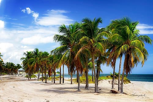 Palms on the Beach II Coastal Print