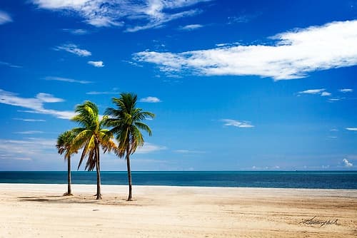 Palms on the Beach III Coastal Print