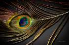 Peacock Feather II Art Print
