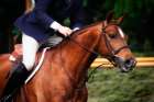 Dressage I Art Print
