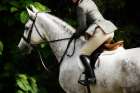 Dressage II Art Print