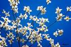 Dogwood on Blue I Art Print