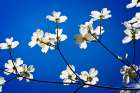 Dogwood on Blue II Art Print