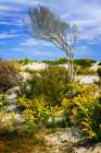 Beach Tree Art Print