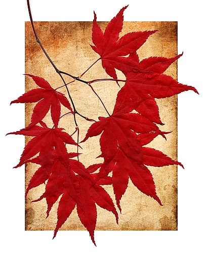 Maple Leaves I Art Print