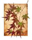 Maple Leaves II Art Print