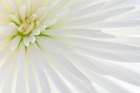 White Chrysanthemum I Art Print