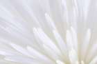White Chrysanthemum II Art Print