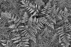 Bracken Ferns And Horsetail Art Print