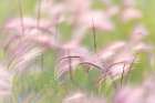 Grass Seedheads I Minimalist Print