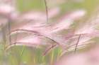 Grass Seedheads II Art Print