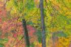Autumn in Tennessee I Art Print