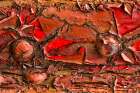 Peeling Paint Art Print