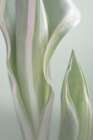 Pale Green Beginning I Art Print