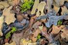 Flakes of Ponderosa Pine I Art Print