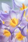 Crocus Blooms I Art Print