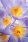 Crocus Blooms II Art Print