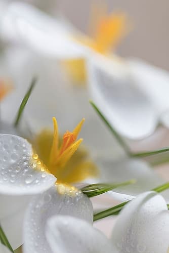 White Crocus Blossoms I Art Print