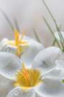 White Crocus Blossoms III Art Print